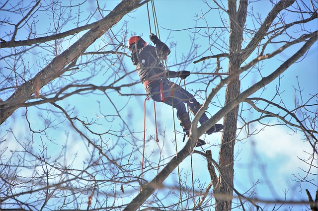 Could This Wood Cutter Fatality Reveal Hidden Risks in Solo Logging