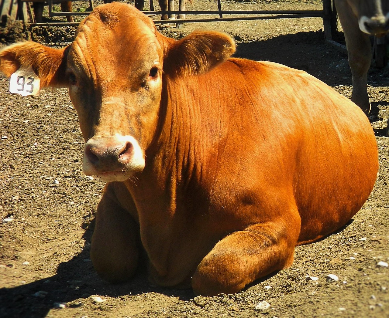 cattle, steer, market steer