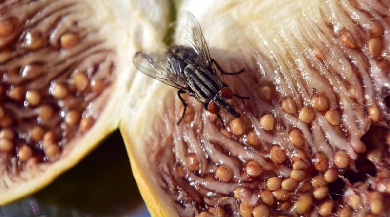 fig, cut open, fruit, halved, ficus, real coward, healthy, vitamins, food, ripe, seeds, cute, fly, fly on a fig, close up, looking for, wolf down, insect