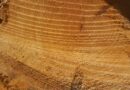 tree, saw cut, nature, circles