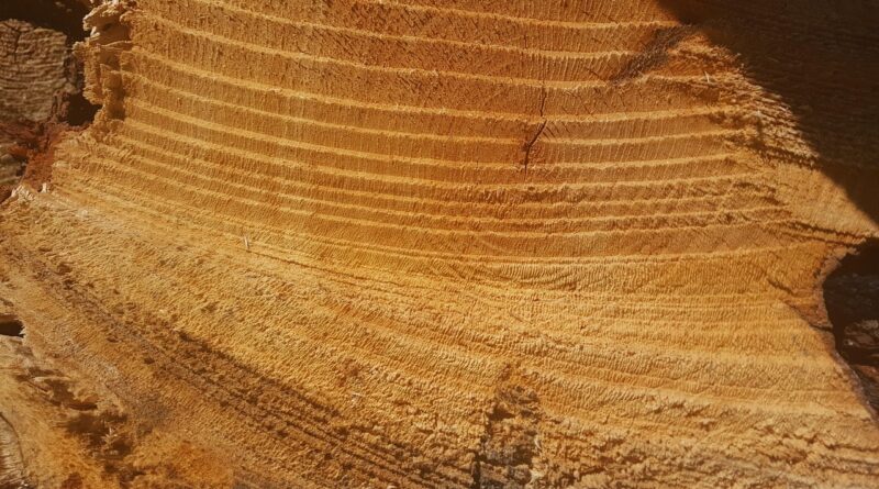 tree, saw cut, nature, circles
