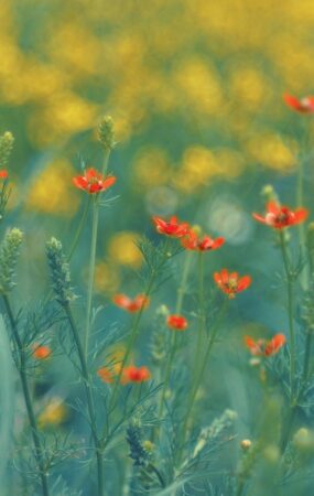 summer, spring, flowers, flower, flower wallpaper, nature, color, flower background, plant, garden, flourishing, floral, petals, flora, beauty, beautiful, blooming, architecture, season, meadow, beautiful flowers, macro, in the spring