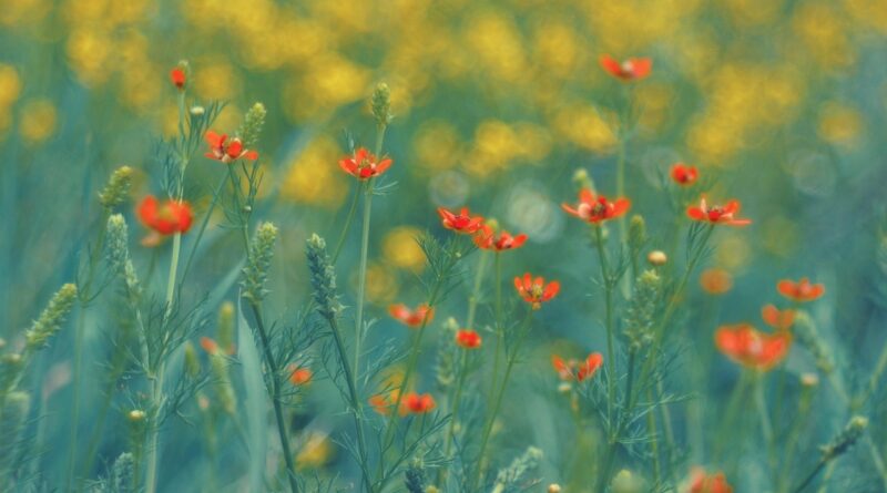 summer, spring, flowers, flower, flower wallpaper, nature, color, flower background, plant, garden, flourishing, floral, petals, flora, beauty, beautiful, blooming, architecture, season, meadow, beautiful flowers, macro, in the spring