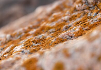 microorganism, mold, rocks, stones, nature, close up, macro, mold, mold, mold, mold, mold