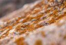 microorganism, mold, rocks, stones, nature, close up, macro, mold, mold, mold, mold, mold