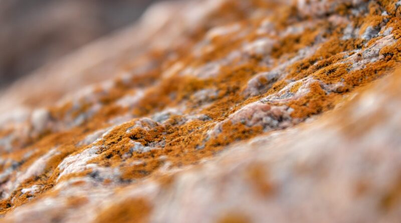microorganism, mold, rocks, stones, nature, close up, macro, mold, mold, mold, mold, mold