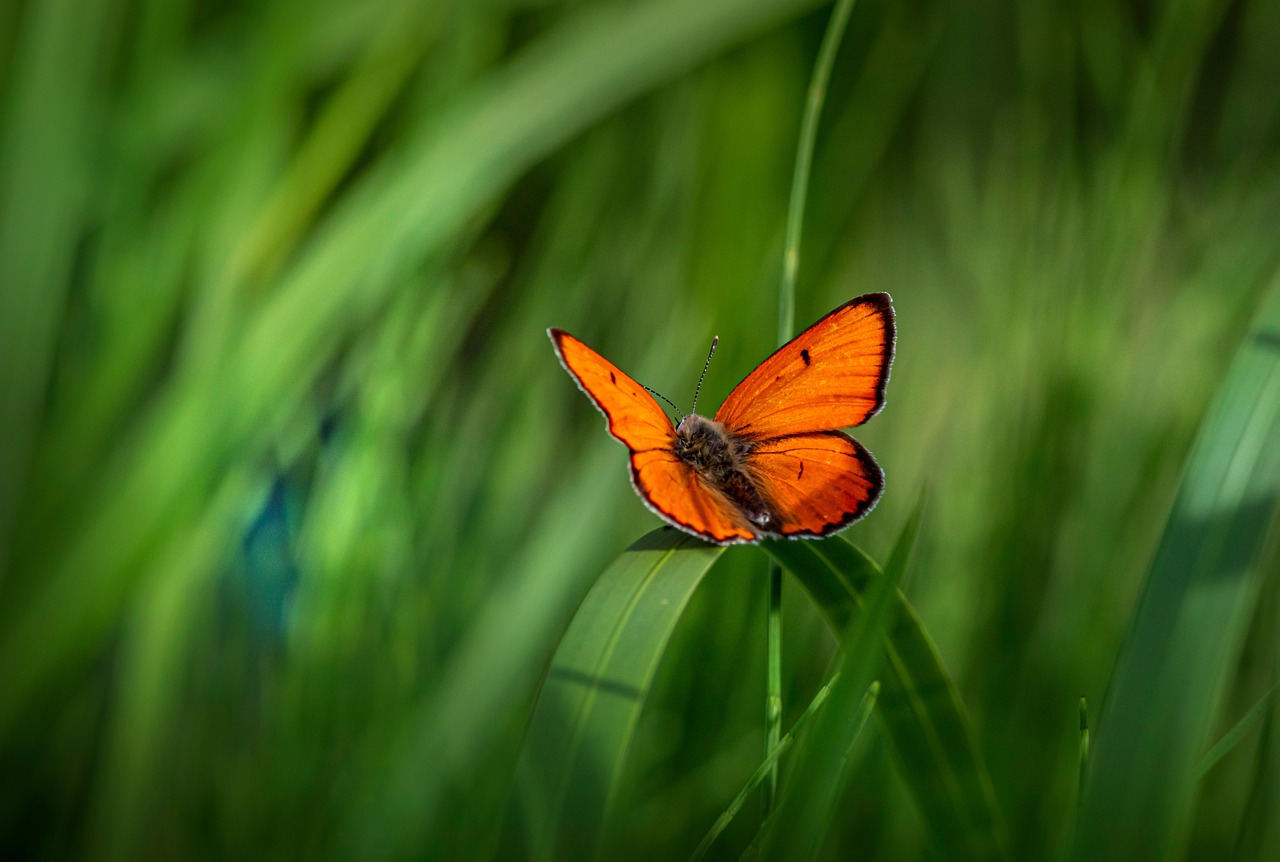 butterfly, lycaena dispar, small copper, environment, lepidoptera, macro, plant, insect, nature, animal, summer, beauty in nature, animal wing, beautiful flowers, close-up, wildlife, green, outdoors, flower, flower wallpaper, springtime, grass, flower background, meadow