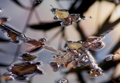 water, surface, nature, reflection, leaves, fall