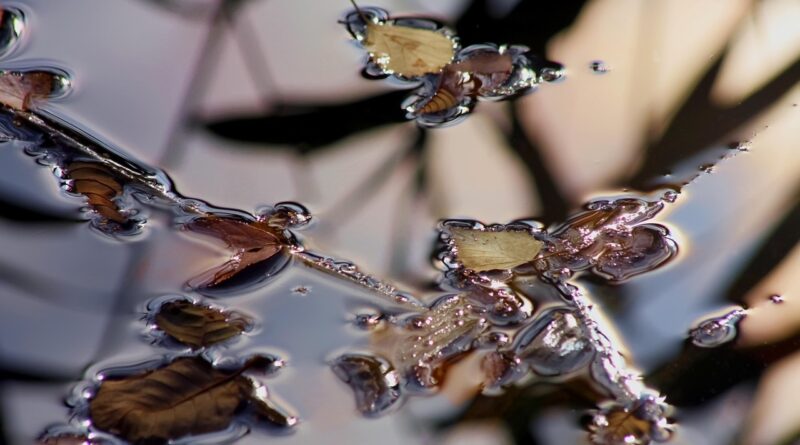 water, surface, nature, reflection, leaves, fall
