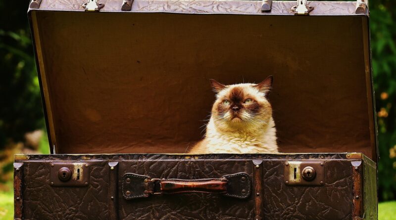 suitcase, antique, cat, british shorthair, fun, curious, leather, pet, old suitcase, animal, junk, generations