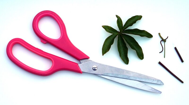 scissors, nature, plant, garden, gardening, flower wallpaper, beautiful flowers, pruning, cutting, work, flower, flower background, care, trimming, cut, pruner, tool, trim