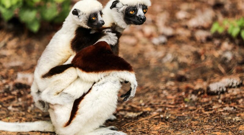 coquerel's sifaka, propithecus coquereli, sifaka, mother and baby, duke lemur center, durham nc, sifaka, sifaka, sifaka, sifaka, sifaka