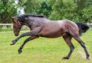 horse, nature, to run, play, pre, grass