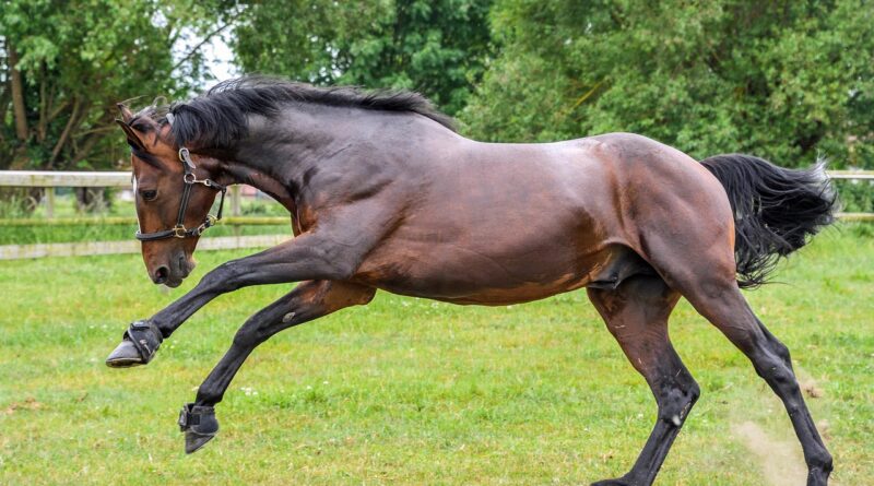 horse, nature, to run, play, pre, grass