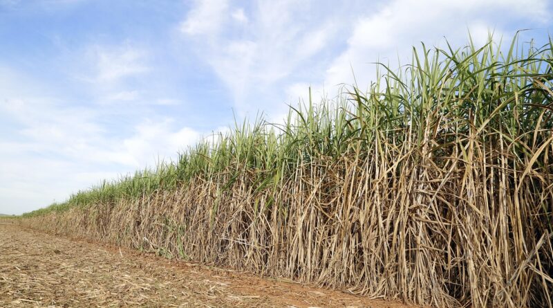 cane field, the sugar cane-of-sugar, crop, agricultural, farm, combine, harvest, brazil, goias, agriculture, ground, harvester, machining