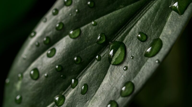 leaf, plant, texture, drops, water, surface, wet, rain, structure, flora, nature, leaf, texture, texture, texture, texture, texture, rain