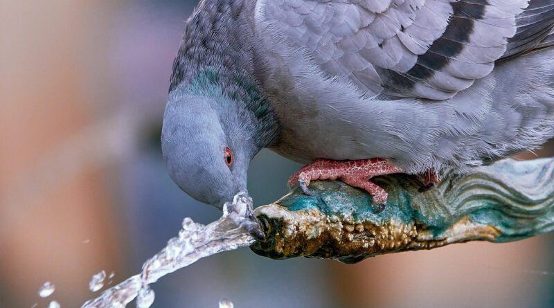 dove, bird, nature, fountain, water jet, drink, city pigeons, ornithology, wildlife, fauna, bird watching, water, flow