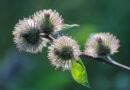 wild plant, flower shoots, prickly, cobwebs, nature, close up, green