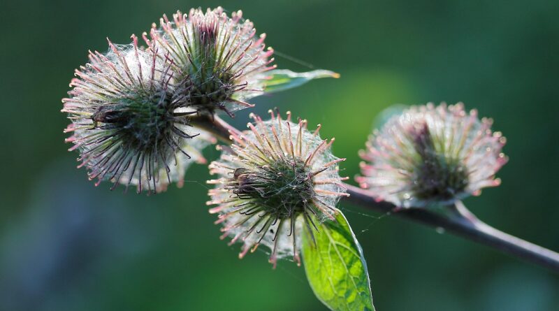 wild plant, flower shoots, prickly, cobwebs, nature, close up, green