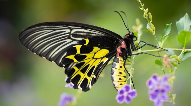 ai generated, butterfly, insect, wings, flower wallpaper, garden, animal, beautiful flowers, summer, plant, flowers, flower background, wildlife, bug, fauna, pollinator, leaves, caterpillar, nature