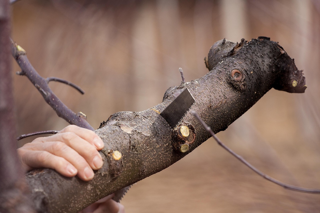 cutting, saw, wood, tool, work, blade, registrar, employee, equipment, joiner, clone, movement, nature, gardening, removal, improvement, craft, hand