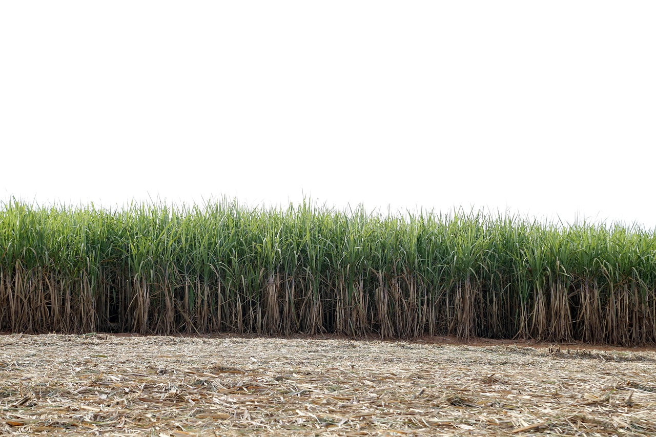 cane field, the sugar cane-of-sugar, crop, agricultural, farm, combine, harvest, brazil, goias, agriculture, ground, harvester, machining, ground, ground, ground, ground, ground