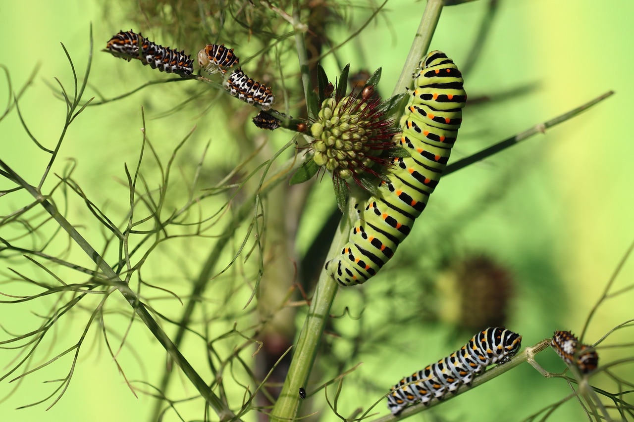 dovetail, butterfly, insect, fauna, caterpillar, fennel, various, generations, development, wolf down, multicoloured, herb, meal