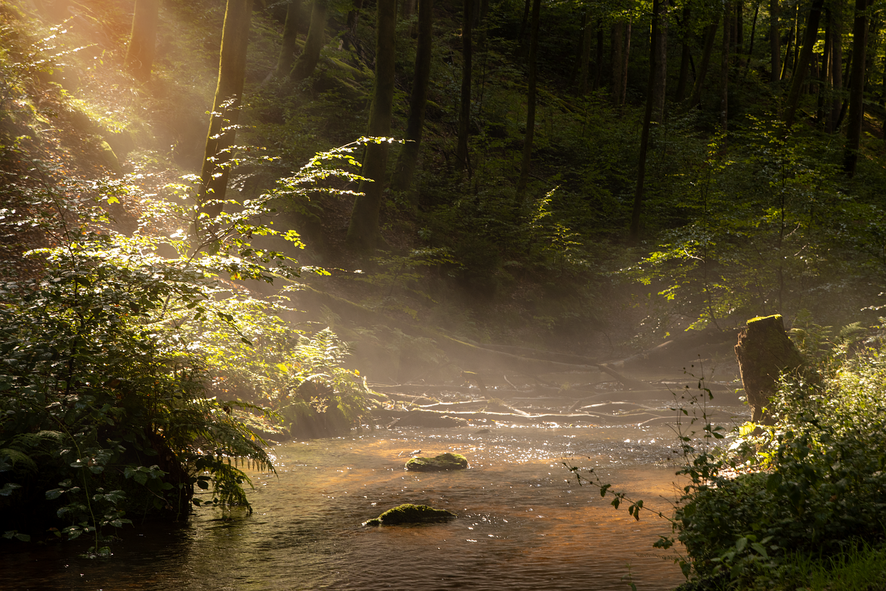 fall, summer, forest, flow, fog, sunbeams, nature, summer, summer, summer, summer, summer