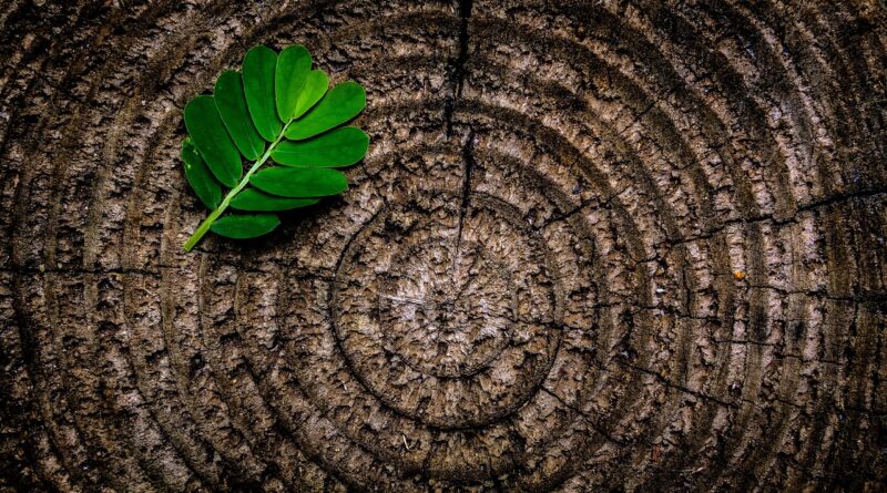 abstract, leaf, tree stump, green, brown, foliage, nature, pattern, annual rings, rough, stump, texture, tree, trunk, wood, wooden, abstract, abstract, abstract, abstract, tree stump, wood, wood, wood, wood, wood