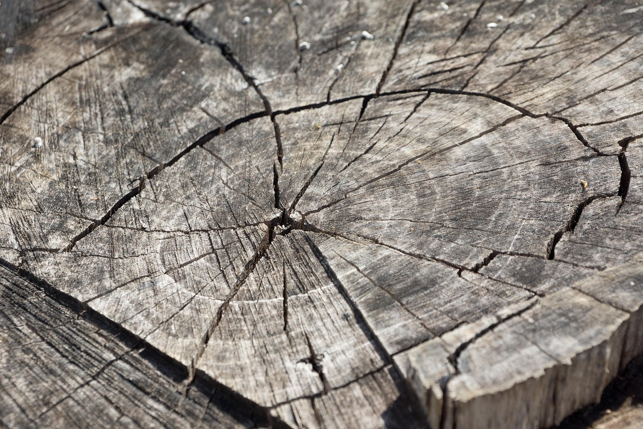 wood, log, stump, tree stump, wooden, annual rings, grain, old, dry, nature, cracked, tree