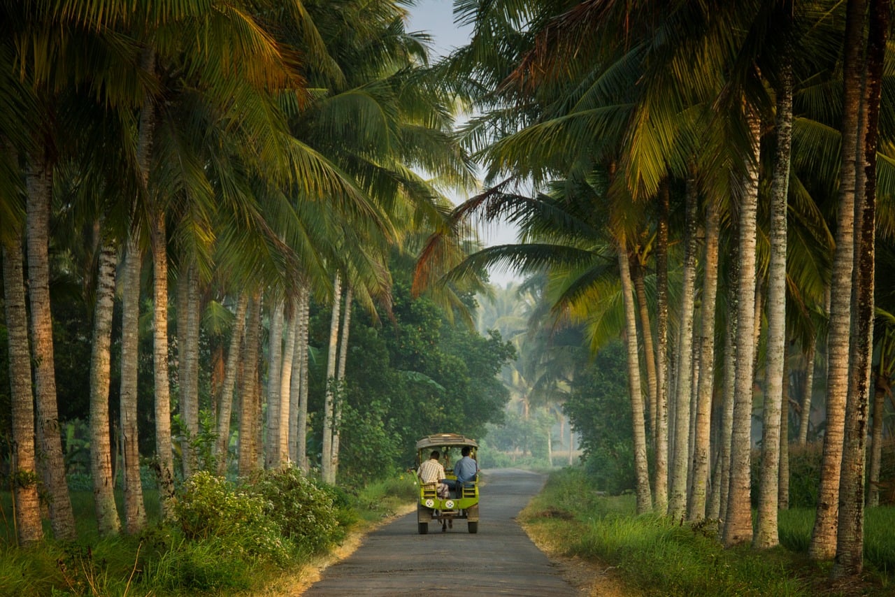 palms, coconuts, rural road, nature, lombok, tropical landscape, greenery, travel photography, village life, peaceful road, tradition, lighting, morning, local transport, indonesia, asphalt road, shade