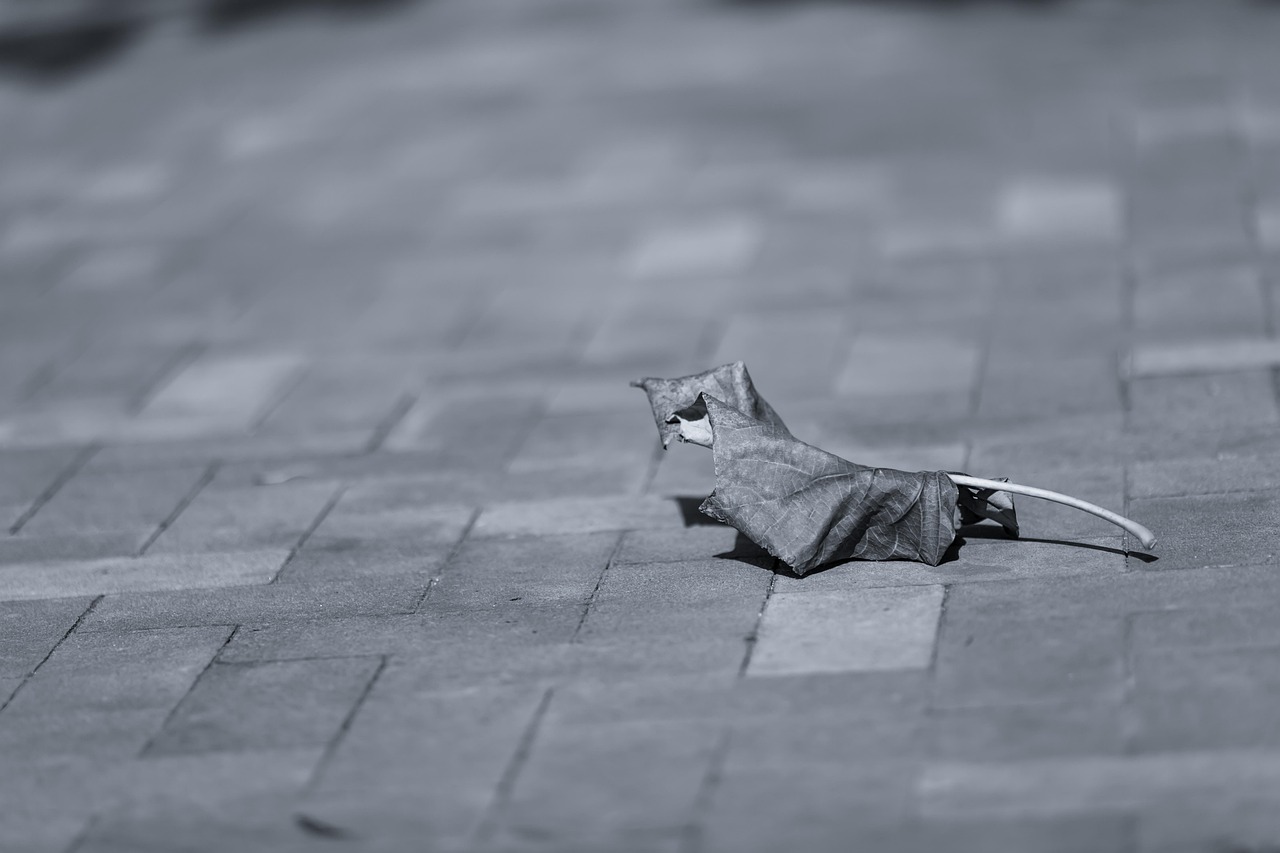 still, nature, items, things, leaf, dried, wilted, concrete, slab, floor, tiled, bokeh, blue bokeh