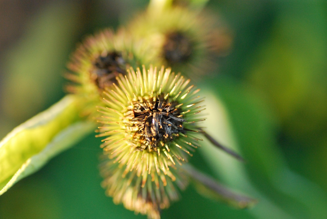 burrs, foliage, nature, plant, flora, botany, burr, natural, spring, thistle, spike, weed, botanical, prickly, burrs, burr, burr, burr, burr, burr