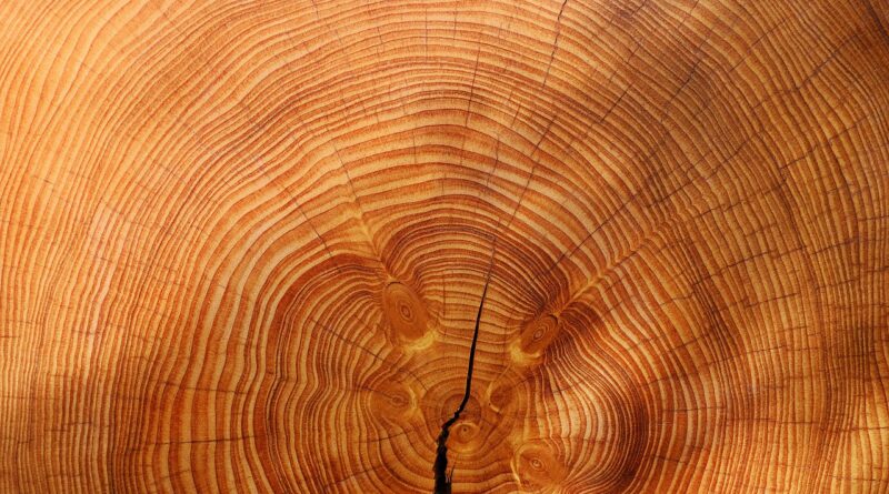annual rings, nature, free background, 4k wallpaper 1920x1080, windows wallpaper, full hd wallpaper, tree, 4k wallpaper, wood, mac wallpaper, hd wallpaper, desktop backgrounds, laptop wallpaper, wallpaper 4k, free wallpaper, beautiful wallpaper, texture, background, cool backgrounds, wallpaper hd, wallpaper