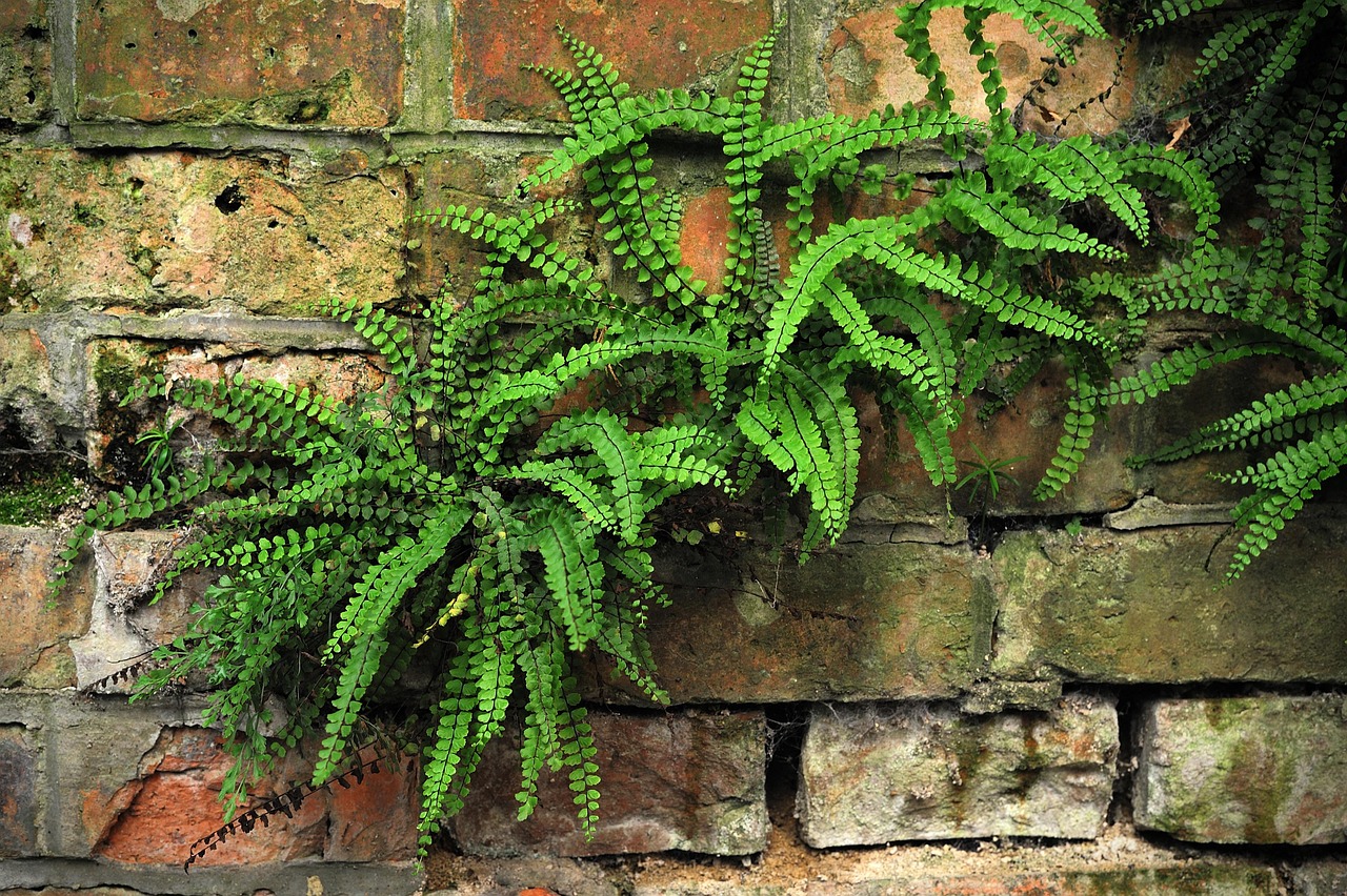 plant, plants, green, leaves, blade, nature, gardens, fern, bracken, wall, brick, bricks, fern, fern, fern, fern, fern, bracken, bracken, bracken, wall