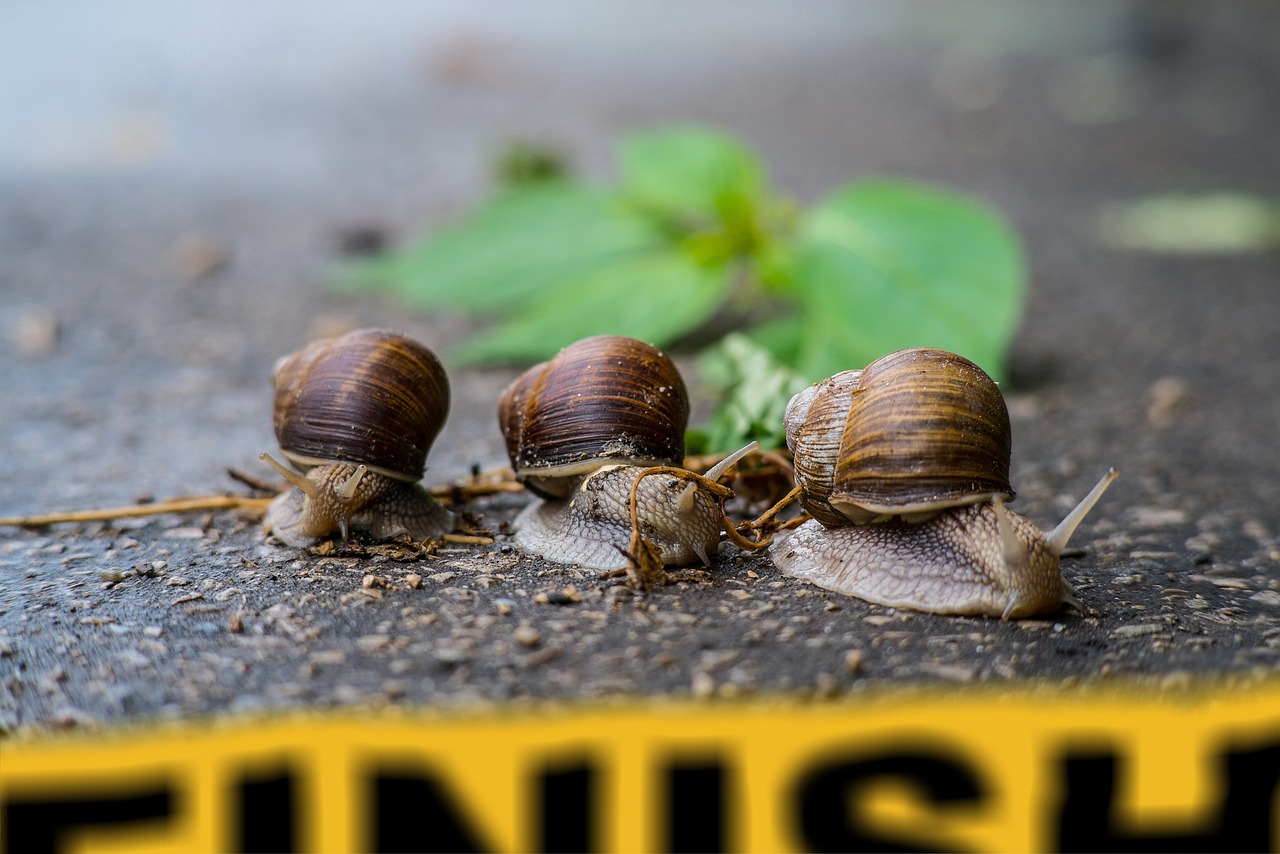 race, the rivalry, games, snail, snails, finish, sprint, speed, molluscum, slow, finish, finish, finish, finish, finish