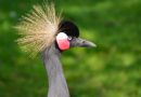 grey crowned crane, bird, animal, beak, bill, african crowned crane, balearica regulorum, wildlife, portrait, fauna, wilderness, nature, animal world, grey crowned crane, grey crowned crane, grey crowned crane, grey crowned crane, grey crowned crane, bird, bird, bird, animal, animal, animal, balearica regulorum, balearica regulorum, balearica regulorum, wilderness, nature