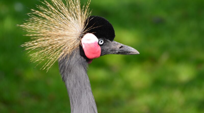 grey crowned crane, bird, animal, beak, bill, african crowned crane, balearica regulorum, wildlife, portrait, fauna, wilderness, nature, animal world, grey crowned crane, grey crowned crane, grey crowned crane, grey crowned crane, grey crowned crane, bird, bird, bird, animal, animal, animal, balearica regulorum, balearica regulorum, balearica regulorum, wilderness, nature