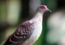rock pigeon, perch, wild, bird, domestic, adaptive, nature, outdoor, animal, rock, pigeon
