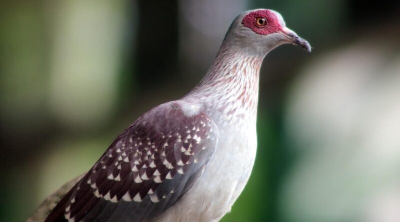 rock pigeon, perch, wild, bird, domestic, adaptive, nature, outdoor, animal, rock, pigeon