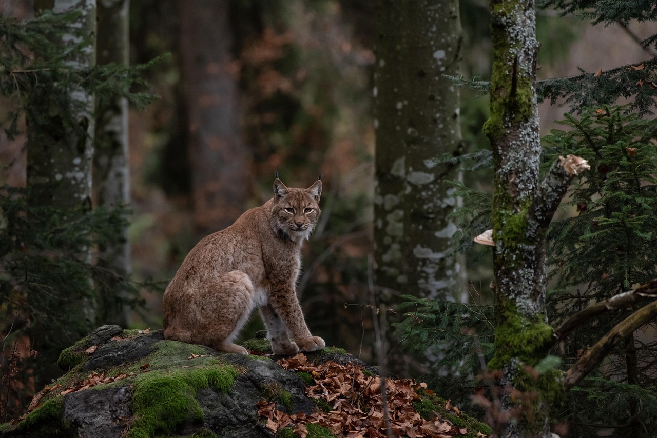 bobcat, forest, nature, predator, beast, animal world of, wildlife, mammal, bobcat, bobcat, bobcat, bobcat, bobcat