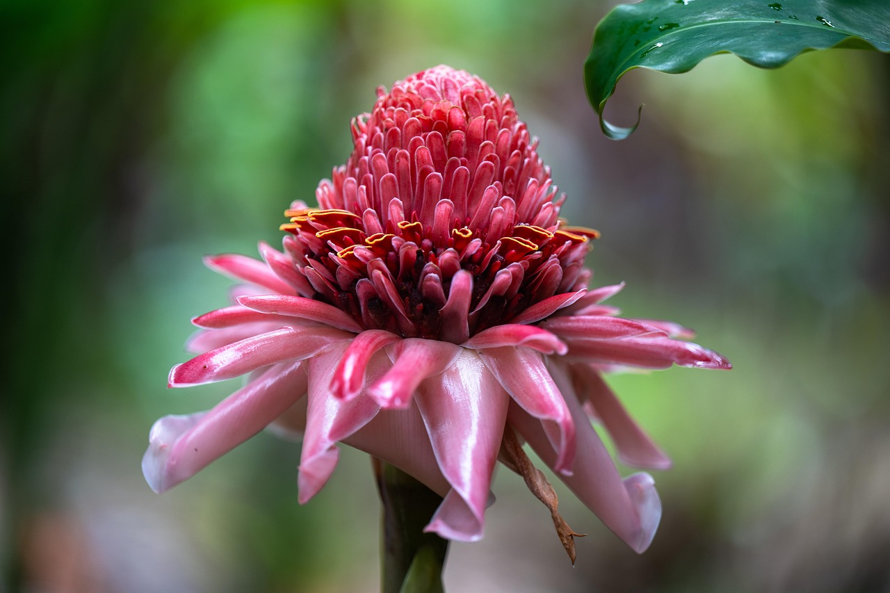 flower, plant, red flower, petals, bloom, flower wallpaper, blossom, flower background, flora, nature, closeup, etlingera elatior, torch ginger, beautiful flowers, brisbane, australia