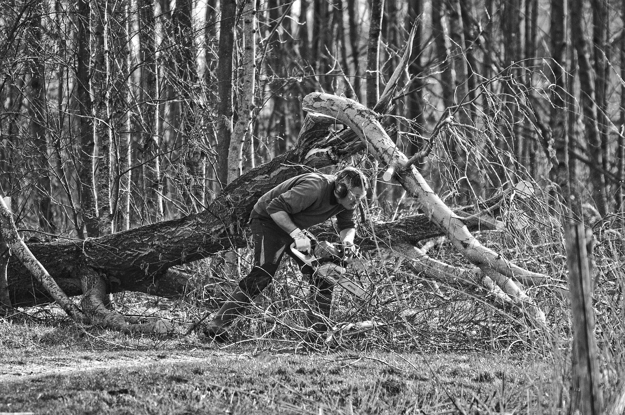 man, person, feller, tree feller, nature, forest worker, forest care, environmental, worker, cutting, sawing, saw, electric saw, tree, branch, gray forest, gray care
