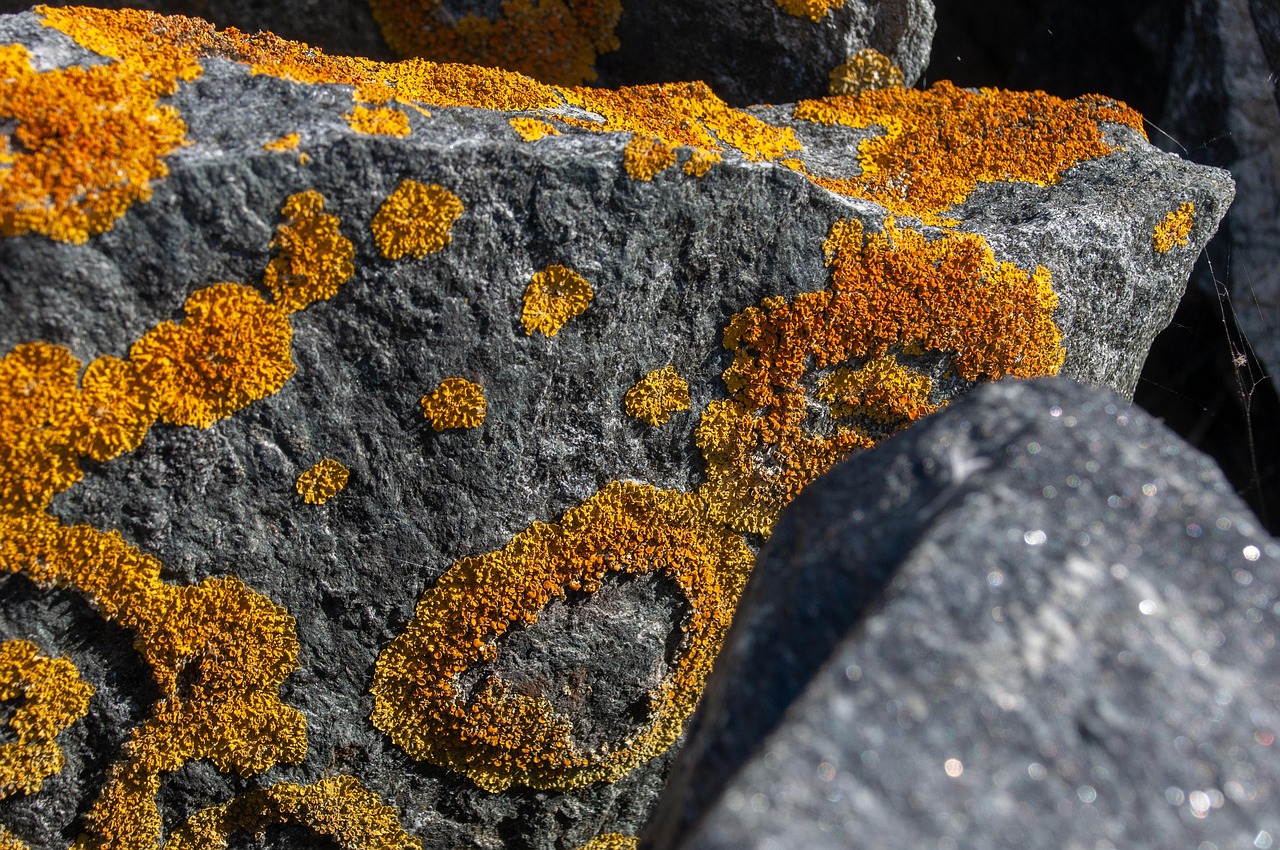 lichen, laptop wallpaper, full hd wallpaper, hd wallpaper, cool backgrounds, 4k wallpaper 1920x1080, moss, stone, wallpaper 4k, mac wallpaper, free background, nature, beautiful wallpaper, windows wallpaper, desktop backgrounds, free wallpaper, texture, wallpaper hd, 4k wallpaper, background